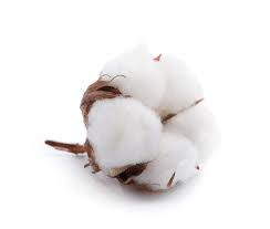 Cotton