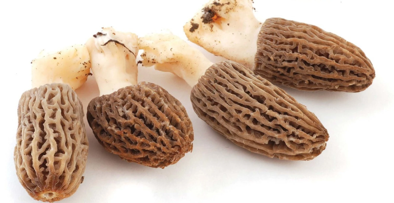 Morel mushroom