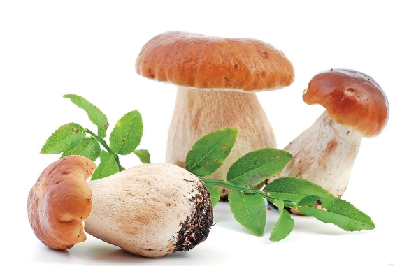 Porcini mushroom