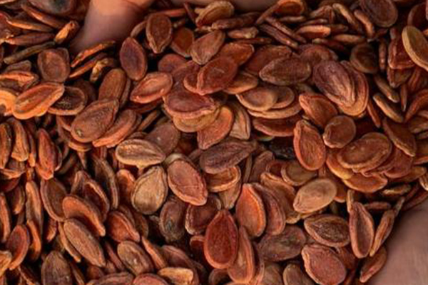 Watermelon Seed