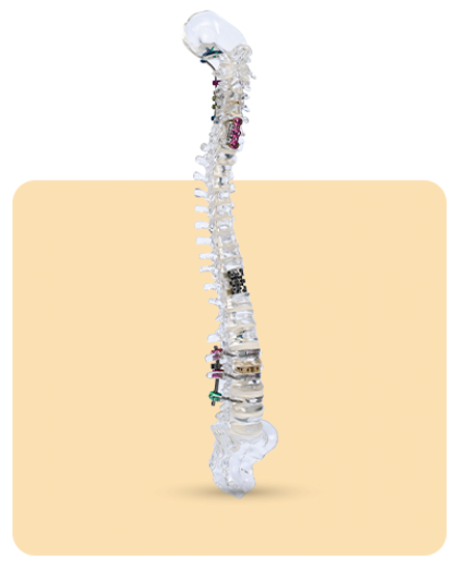 SPINE