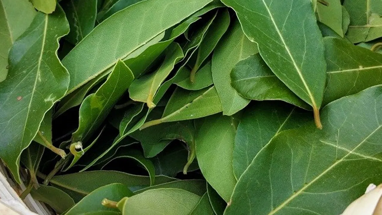 Bay leaf