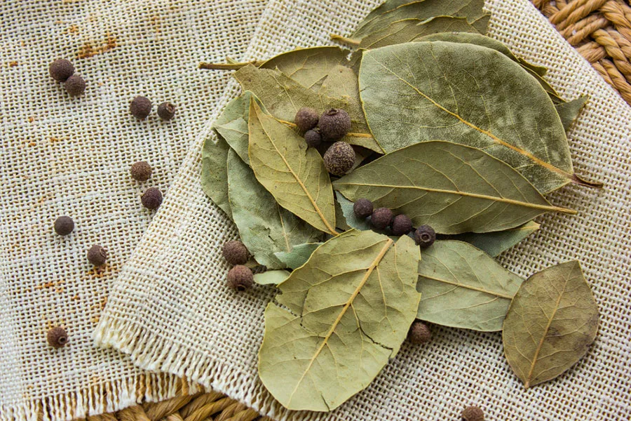 Bay leaf