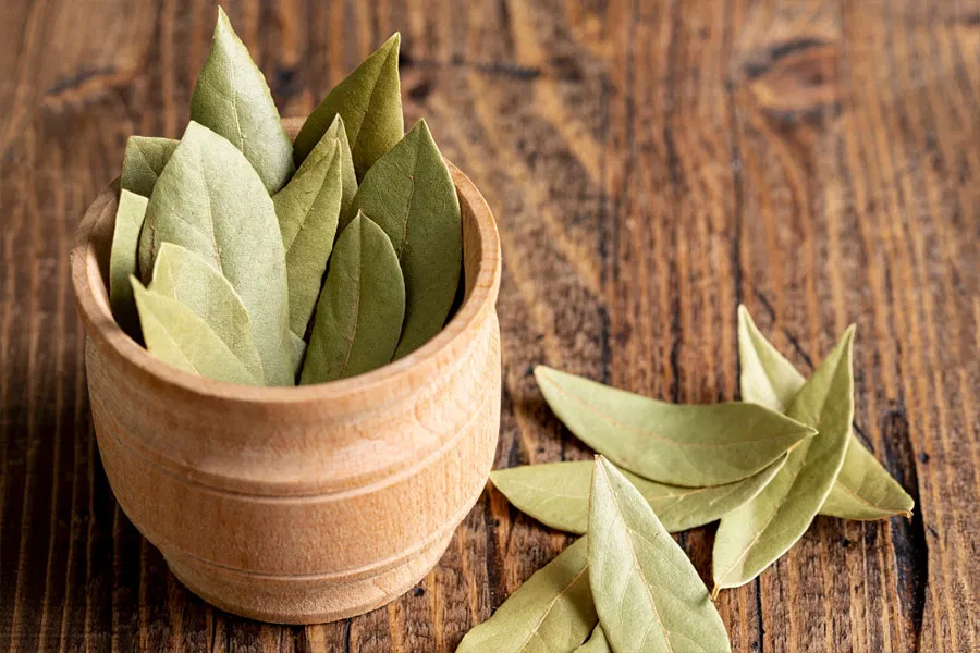 Bay leaf