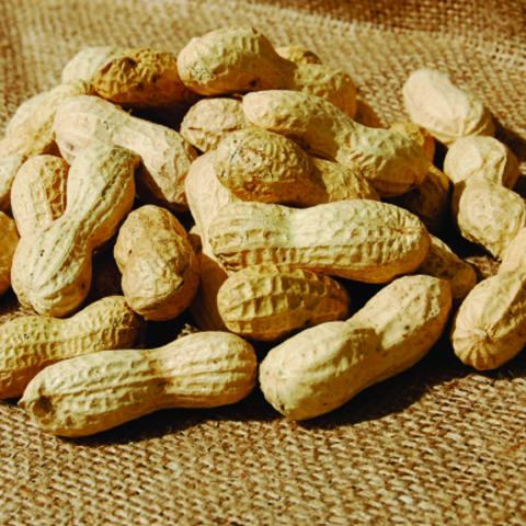 Peanut