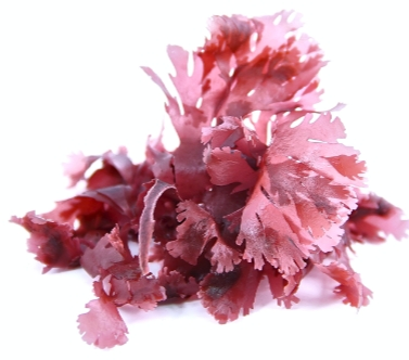 Gelymar Carrageenan Supplier